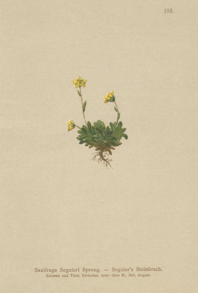 Seguieris Saxifrage (Saxifraga Seguieri) بواسطة المدرسة الألمانية