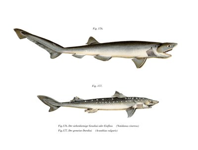 Sharpnose Sevengill Shark (لون ليثو) بواسطة المدرسة الألمانية