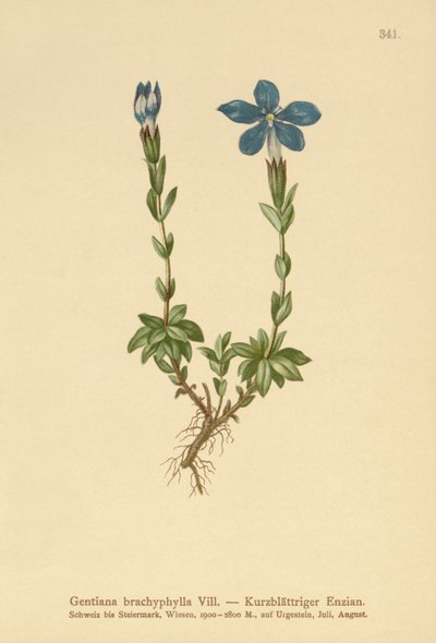 الجنطيانا قصير الأوراق (Gentian brachyphylla) بواسطة المدرسة الألمانية