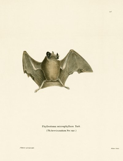 Silky Short-tailed Bat (coloured engraving) بواسطة المدرسة الألمانية