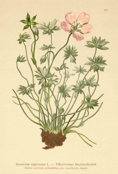 بيل سيلفر كرينز (Geranium argenteum) بواسطة المدرسة الألمانية