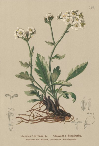 فضي يارو (Achillea Clavenae) بواسطة المدرسة الألمانية