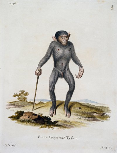 Simia pygmaeus ، من الثدييات الموضحة من الطبيعة مع الأوصاف ، بقلم يوهان كريستيان دانيال فون شريبر (1739-1810) ، نقش بواسطة IC Bock ، ألمانيا بواسطة المدرسة الألمانية