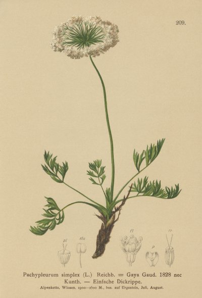 لوفاج جبال الألب الصغيرة (Pachypleurum mutellinoides ، Pachypleurum simple Pachypleurum alpmum ، Pachypleurum simple ، Neogaya simple ، Gaya simple ، simple Lovage) بواسطة المدرسة الألمانية