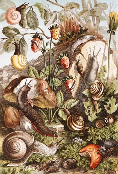 القواقع ، لوحة من "Brehm's Animal Life: General Knowledge Kingdom of Animal Kingdom" ، المجلد 10 ، ص 336 ، نشره المعهد الببليوغرافي بواسطة المدرسة الألمانية