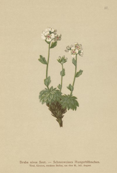 بياض الثلج الأبيض (Draba nivea) بواسطة المدرسة الألمانية