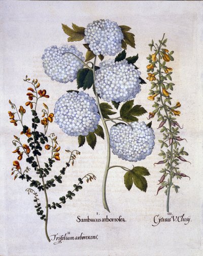 Snowball Viburnum ، Garden Broom ، منخفضة جبال الألب مكنسة ، من Hortus Eystettensis ، بقلم Basil Besler (1561-1629) ، حانة. 1613 (نقش يدوي) بواسطة المدرسة الألمانية