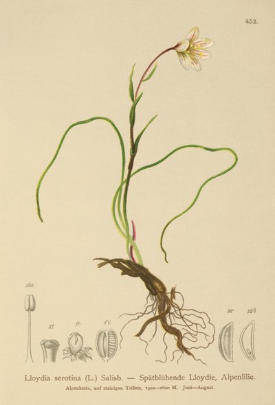 سنودون ليلي (Lloydia serotina ، Gagea serotina ، Lloydia alpina ، Lloydia striata) بواسطة المدرسة الألمانية