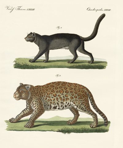 South American animals (coloured engraving) بواسطة المدرسة الألمانية