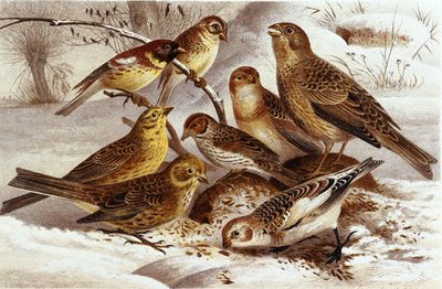 العصافير ، لوحة من "Brehm's Animal Life: General Knowledge of the Animal Kingdom" ، المجلد 4 ، ص. 335 ، نشره المعهد الببليوغرافي بواسطة المدرسة الألمانية