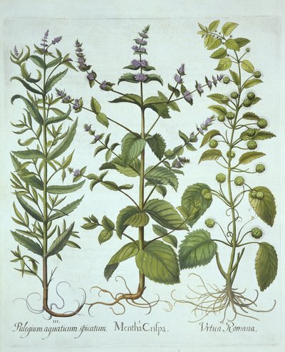 النعناع ، الرومان نبات القراص والخيول طويلة الأوراق ، من Hortus Eystettensis ، بقلم Basil Besler (1561-1629) ، حانة. 1613 (نقش يدوي) بواسطة المدرسة الألمانية