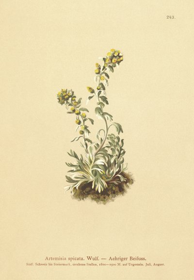 الشيح المسنن (Artemisia spicata ، Artemisia bocconei ، Artemisia genipi) بواسطة المدرسة الألمانية