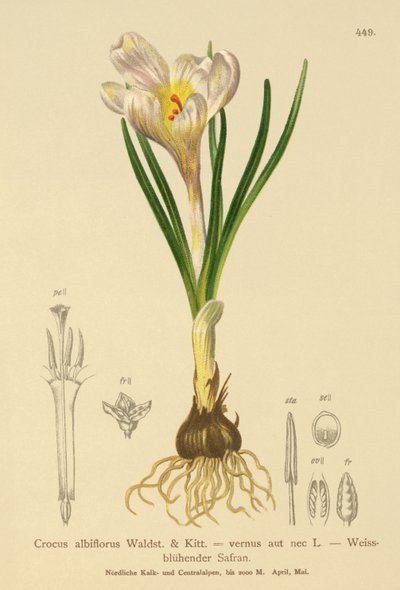 Spring Crocus (Crocus albiflorus ، Crocus vernus) بواسطة المدرسة الألمانية