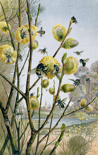 Spring in the Insect World ، لوحة من Brehms Tierleben: Allgemeine Kunde des Tierreichs ، المجلد 9 ، ص 216 ، نشره معهد Bibliographisches Institute ، 1892 بواسطة المدرسة الألمانية