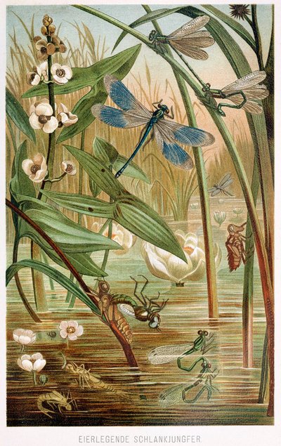 مراحل تطور Damselfly ، من Brehms Tierleben ، حانة. 1860 ليثوغراف ملون ، 1860. بواسطة المدرسة الألمانية