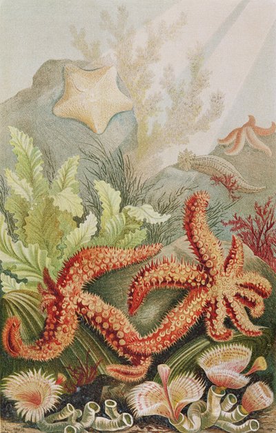 نجم البحر ، صفيحة من Brehms Tierleben: Allgemeine Kunde des Tierreichs ، المجلد 10 ، ص 528 ، تم نشره بواسطة Bibliographisches Institut ، 1893 بواسطة المدرسة الألمانية