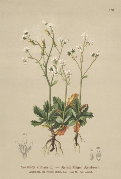 Starry Saxifrage (Saxifraga stellaris) بواسطة المدرسة الألمانية