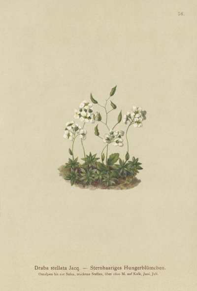 عشب ويتلو عجيب (Draba stellata) بواسطة المدرسة الألمانية