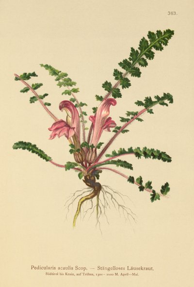 Stewless Lousewort (Pedicularis acaulis) بواسطة المدرسة الألمانية