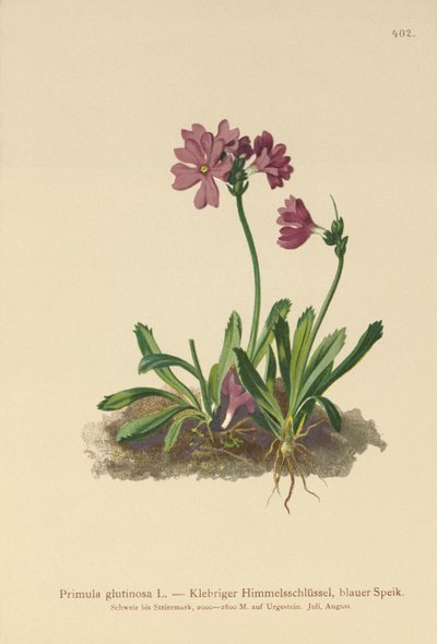 زهرة الربيع اللزجة (Primula glutinosa) بواسطة المدرسة الألمانية