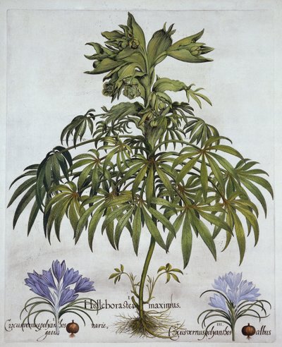 نتن هليبور ، ونوعان من الزعفران ، من Hortus Eystettensis ، بقلم Basil Besler (1561-1629) ، حانة. 1613 (نقش يدوي) بواسطة المدرسة الألمانية