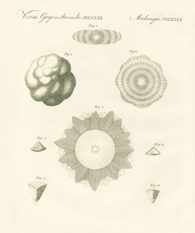 Strange hailstones (coloured engraving) بواسطة المدرسة الألمانية