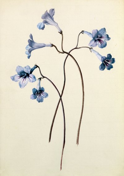 Streptocarpus ، c.1790 (مرحاض على ورق) بواسطة المدرسة الألمانية