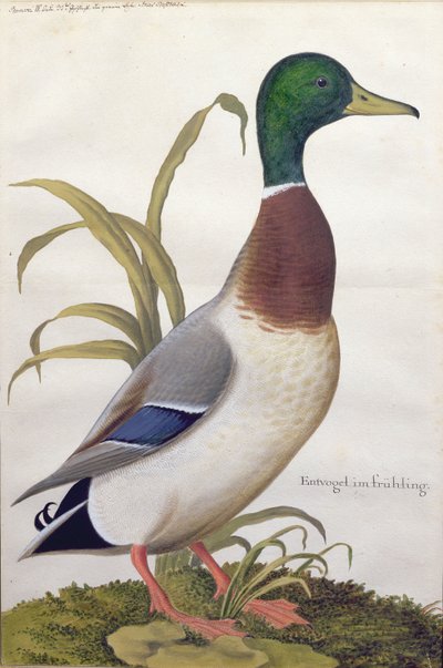 دراسة بطة مالارد c.1790 (مرحاض مع غواش على ورق) بواسطة المدرسة الألمانية