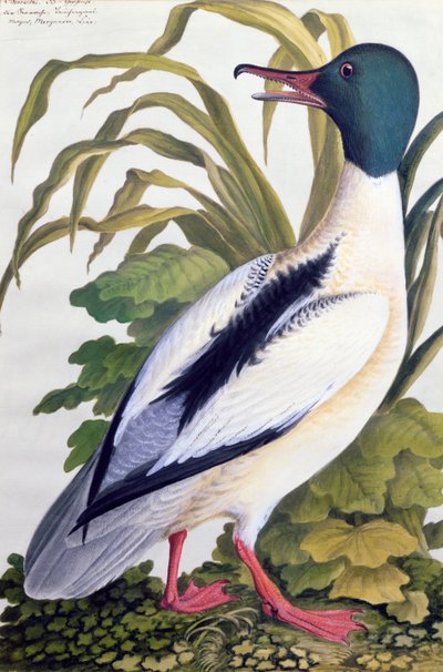 دراسة بطة مالارد c.1790 (مرحاض مع غواش على ورق) بواسطة المدرسة الألمانية