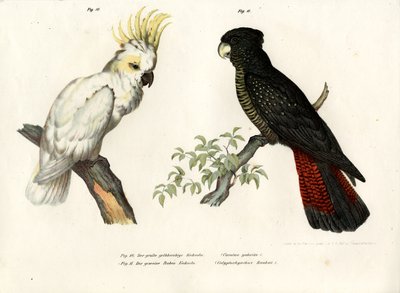 كوكاتو متوج بالكبريت ، 1864 بواسطة المدرسة الألمانية
