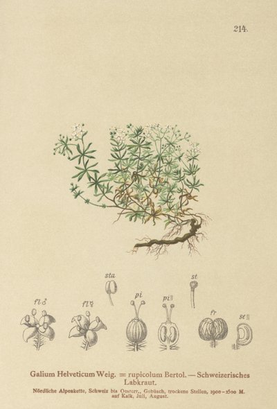 Bedstraw السويسري (Galium Helveticum Rubia rupicolum ، Rubia megalospermum) بواسطة المدرسة الألمانية