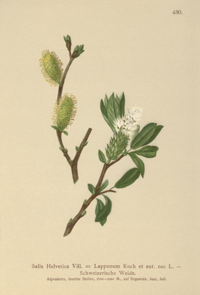 الصفصاف السويسري (Salix Helvetica ، Salix Lapponum) بواسطة المدرسة الألمانية