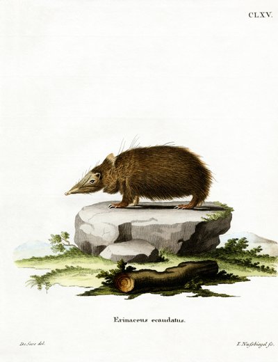 Tailless Tenrec (نقش ملون) بواسطة المدرسة الألمانية