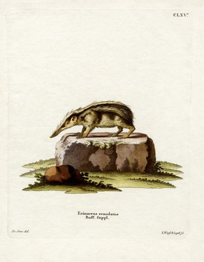 Tailless Tenrec (نقش ملون) بواسطة المدرسة الألمانية