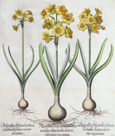 تازيتا نارسيسي ، من Hortus Eystettensis بقلم باسل بيسلر (1561-1629) ، حانة. 1613 (نقش يدوي) بواسطة المدرسة الألمانية