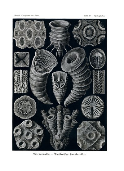 Tetracoralla ، 1899-1904 بواسطة المدرسة الألمانية