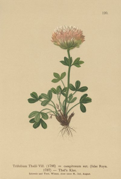ثالس كلوفر (Trifolium Thalii ، Trifolium caespitosum) بواسطة المدرسة الألمانية