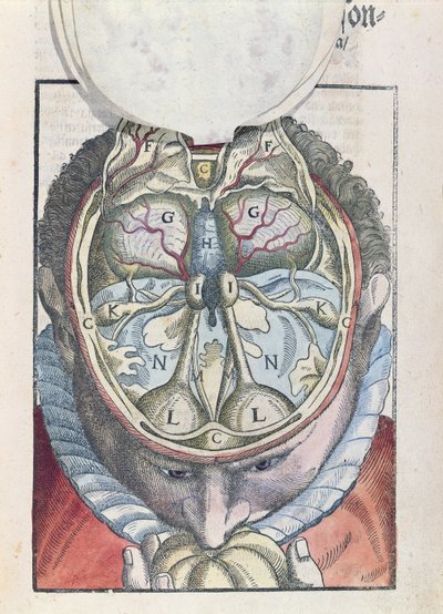 الدماغ ، من Ophthalmodouleia بقلم جورج بارتيش (1535-1636) المنشور في دريسدن في 1583 (طبعة خشبية ملونة) بواسطة المدرسة الألمانية