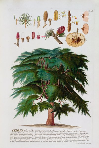 الأرز ، محفور من قبل يوهان جاكوب هايد (1704-67) لوحة 60 من كتاب نباتي ، حانة. بواسطة أوغسطس فيند بواسطة المدرسة الألمانية