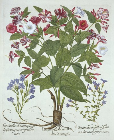 أعجوبة بيرو وصنفين من الجنطيان ، من Hortus Eystettensis ، بقلم Basil Besler (1561-1629) ، حانة. 1613 (نقش يدوي) بواسطة المدرسة الألمانية