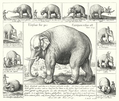 The docile elephant (engraving) بواسطة المدرسة الألمانية