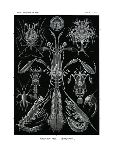 Thoracostraca ، 1899-1904 بواسطة المدرسة الألمانية