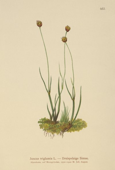 الاندفاع ثلاثي الهيكل (Juncus triglumis) بواسطة المدرسة الألمانية