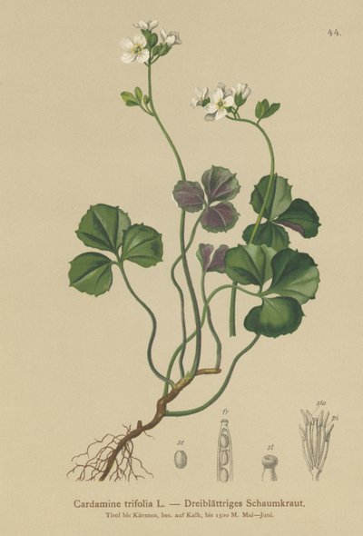 Bittercress ثلاث أوراق (Cardamine trifolia) بواسطة المدرسة الألمانية