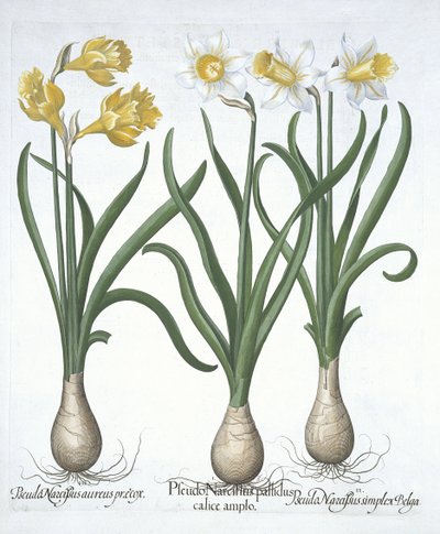 ثلاثة Pseudo-Narcissi ، من Hortus Eystettensis ، بقلم Basil Besler (1561-1629) حانة. 1613 (نقش يدوي) بواسطة المدرسة الألمانية
