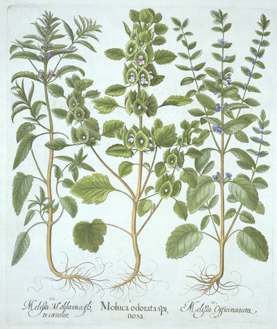 ثلاثة أنواع من البلسم ، من Hortus Eystettensis ، بقلم Basil Besler (1561-1629) ، حانة. 1613 (نقش يدوي) بواسطة المدرسة الألمانية