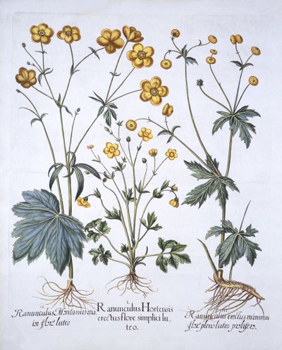 ثلاثة أصناف من الحوذان ، من Hortus Eystettensis ، بقلم Basil Besler (1561-1629) ، حانة. 1613 (نقش يدوي) بواسطة المدرسة الألمانية