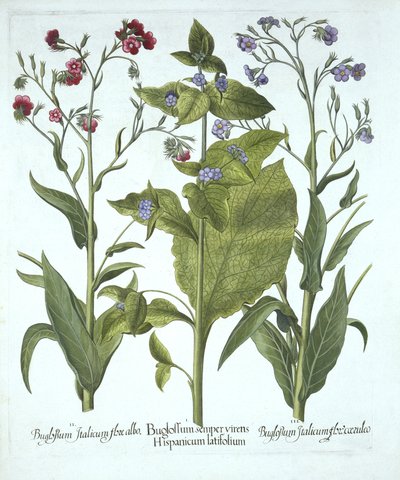 ثلاثة أنواع من Bugloss ، من Hortus Eystettensis ، بقلم Basil Besler (1561-1629) ، حانة. 1613 (نقش يدوي) بواسطة المدرسة الألمانية