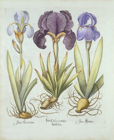 ثلاثة أنواع من قزحية اللحية الجذامية ، من Hortus Eystettensis ، بواسطة Basil Besler (1561-1629) Pub. 1613 (نقش يدوي) بواسطة المدرسة الألمانية
