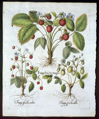 ثلاثة أصناف من الفراولة ، صحن 116 ، من Hortus Eystettensis by Basil Besler (1561-1629) حانة عام 1613 (نقش ملون باليد) بواسطة المدرسة الألمانية